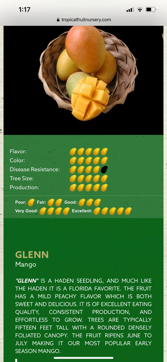 Glenn Mango Tree Live Plant – Grafted Tropical Fruit Tree – 3 Gallon Pot – 3 feet tall - Image 1