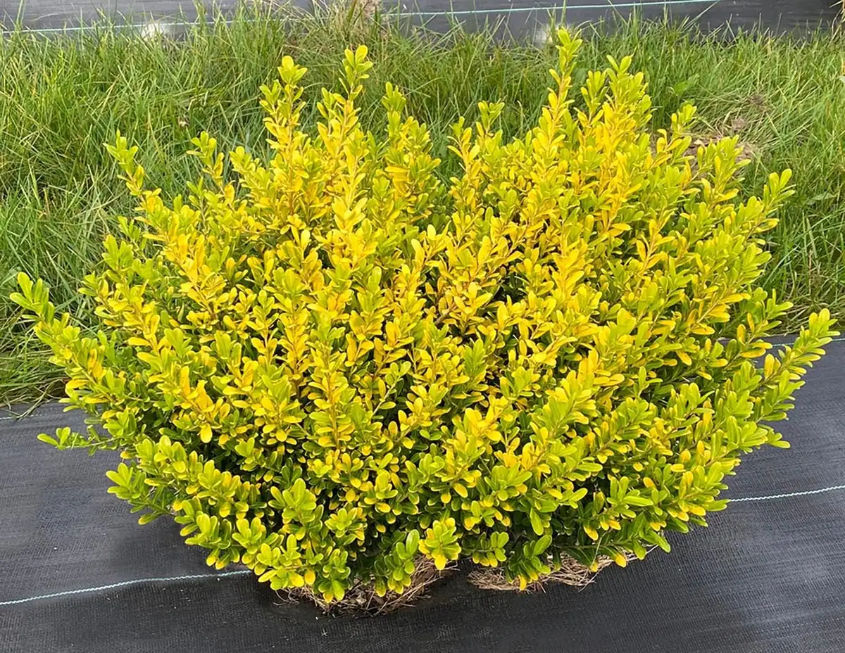 Glow Pop Japanese Holly Live Plant – Ilex Crenata – 4 inch Pot – Evergreen - Image 1