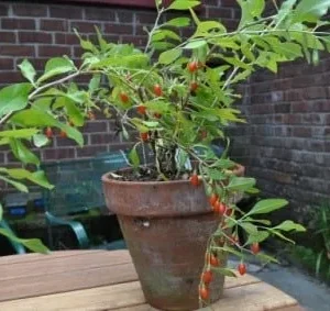 Goji Berry Live Plant - 1 ft Tall Lycium Fruit Bush in 6 inch Pot - Image 1