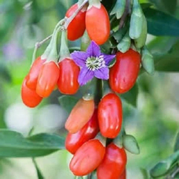 Goji Berry Live Plant - 2.5 to 3.5 ft Tall - Nutrient-Rich Superfood Bush - Image 1