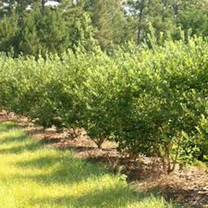 Goji Berry Plant - Lycium barbarum Fruit Starter Plant
