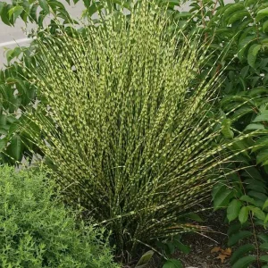 Gold Bar Maiden Grass Perennial Live Plant - Miscanthus - 2.5" Pot - Image 2