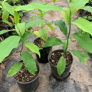 Gold Champaca Live Plant – 1 Foot Tall – Fragrant Michelia Champaca in 1 Gallon Pot - Image 1