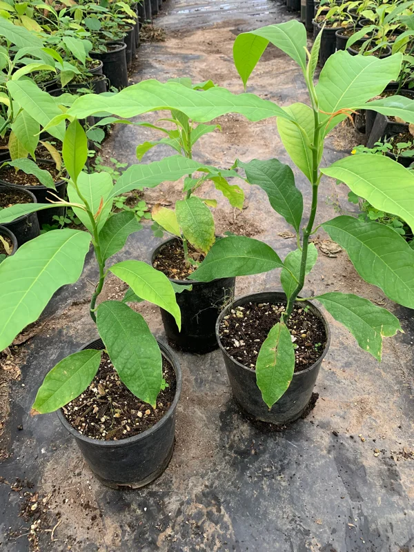 Gold Champaca Live Plant – 1 Foot Tall – Fragrant Michelia Champaca in 1 Gallon Pot - Image 1