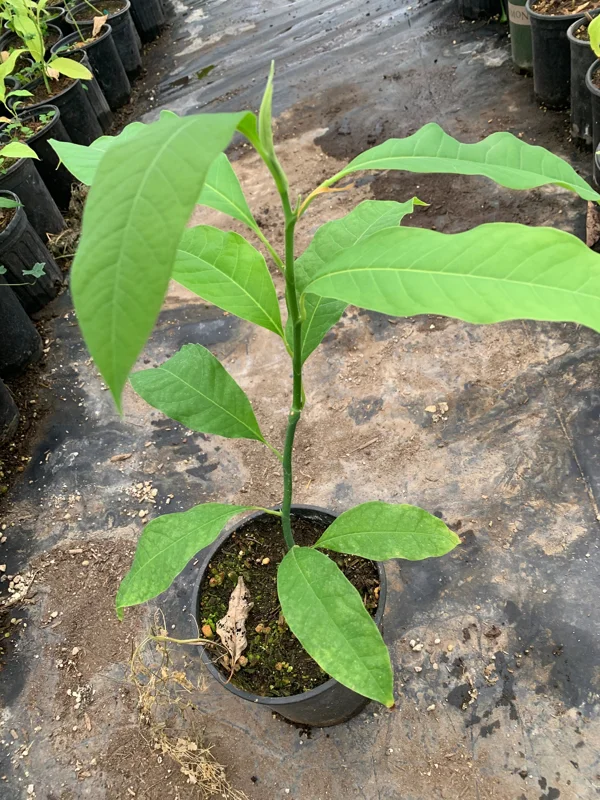 Gold Champaca Live Plant – 1 Foot Tall – Fragrant Michelia Champaca in 1 Gallon Pot - Image 2