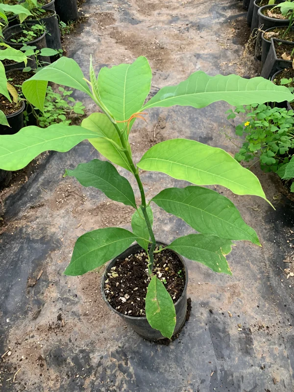 Gold Champaca Live Plant – 1 Foot Tall – Fragrant Michelia Champaca in 1 Gallon Pot - Image 3