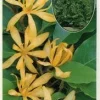 Gold Champaca Live Tree Plant – 4 Feet Tall – Fragrant Yellow Flowers – 7 Gallon Pot - Image 1