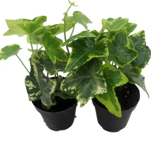 Gold Child English Ivy Live Plant - Hardy Groundcover & Houseplant, 2-Pack 2