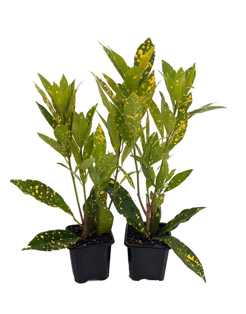 Gold Dust Croton Live Plant - 2 Pack 3" Pots - Colorful Indoor Houseplant - Image 1