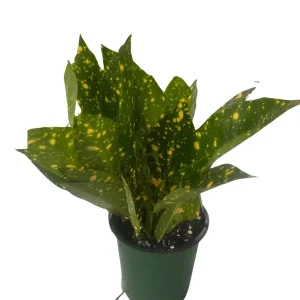 Gold Dust Croton Live Plant – 4" Pot – Colorful Indoor Houseplant - Image 2
