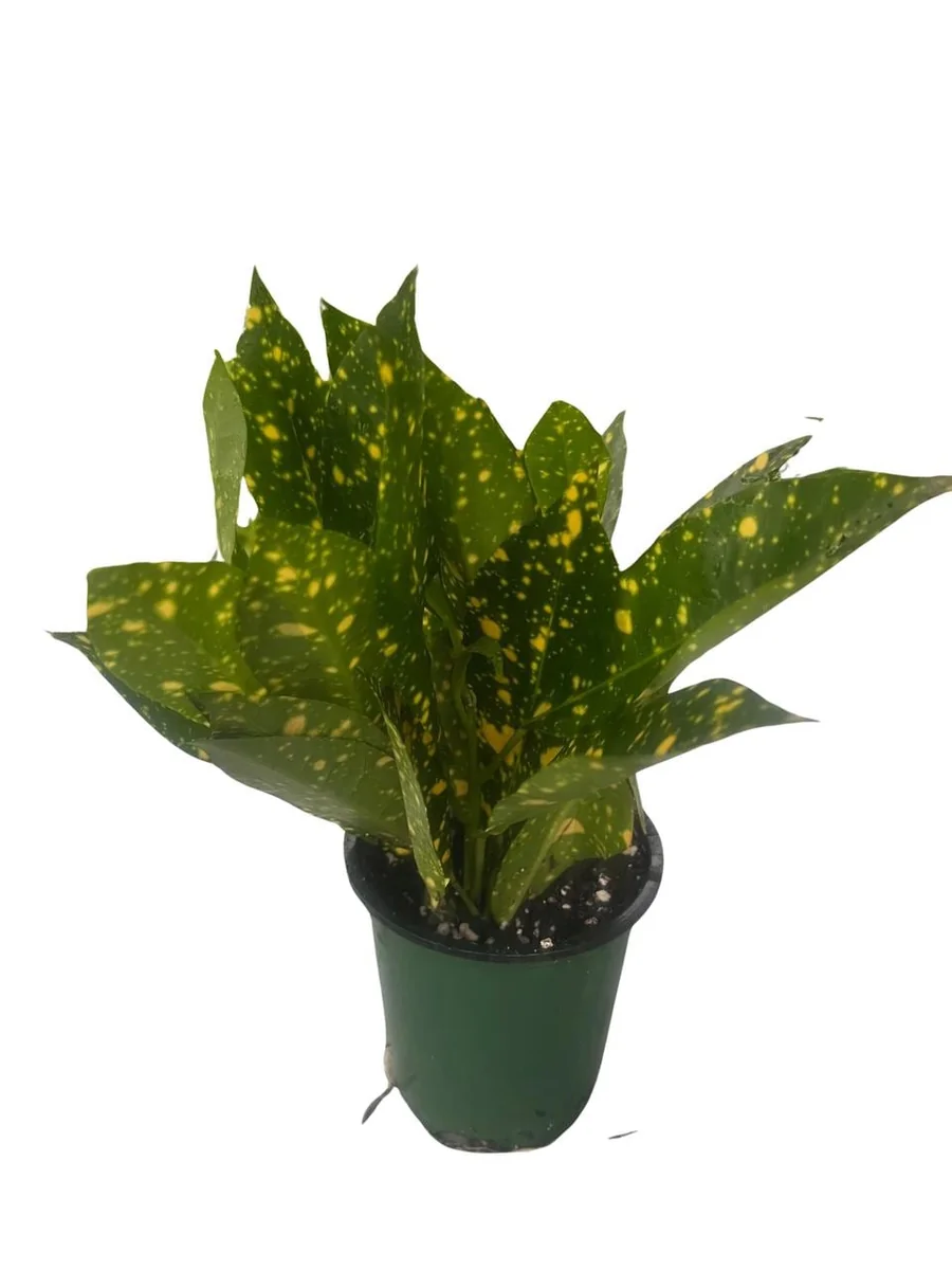 Gold Dust Croton Live Plant – 4" Pot – Colorful Indoor Houseplant - Image 2