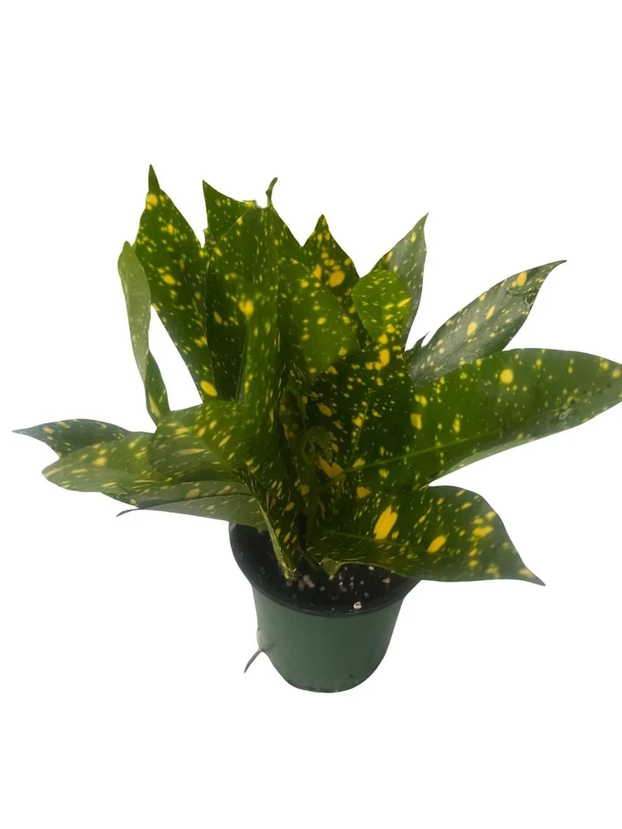 Gold Dust Croton Live Plant – 4" Pot – Colorful Indoor Houseplant - Image 3