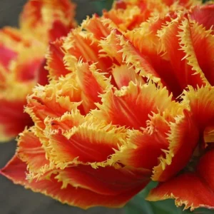 Gold Dust Fringed Tulip Bulbs - Scarlet & Gold Perennial Blooms for Fall Planting - Image 3