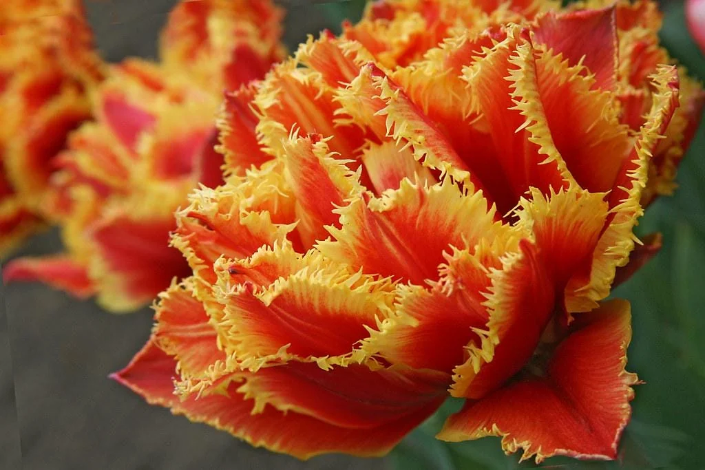 Gold Dust Fringed Tulip Bulbs - Scarlet & Gold Perennial Blooms for Fall Planting - Image 3