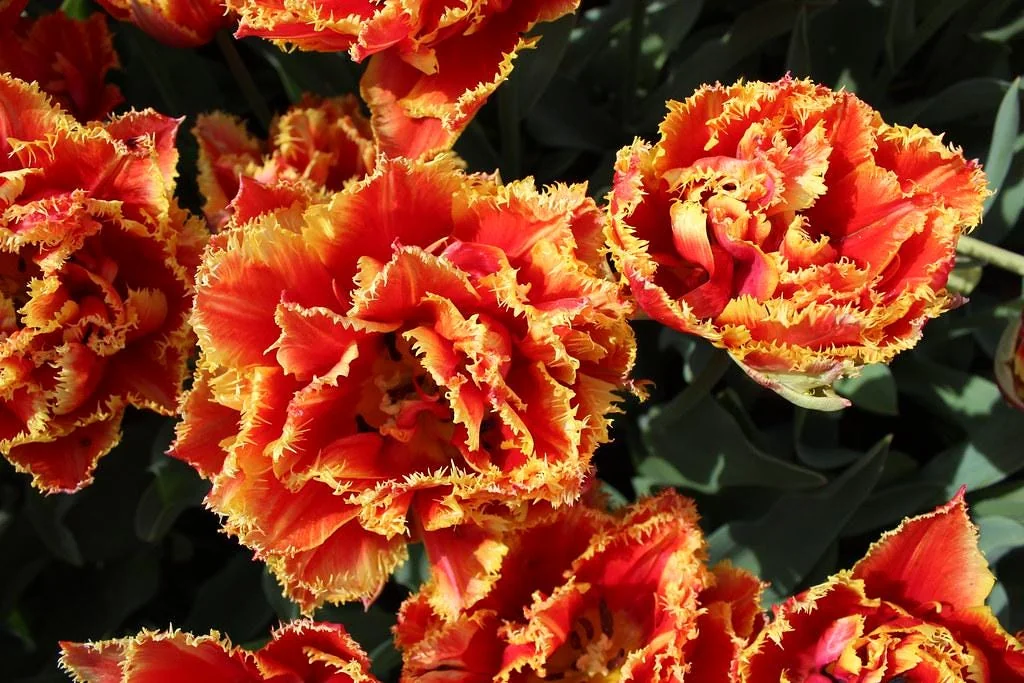 Gold Dust Fringed Tulip Bulbs - Scarlet & Gold Perennial Blooms for Fall Planting - Image 1