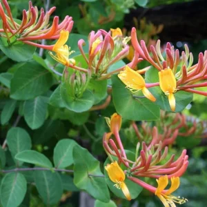 Gold Flame Honeysuckle Vine - Lonicera Live Plant - 2.5" Pot - Outdoor - Image 2