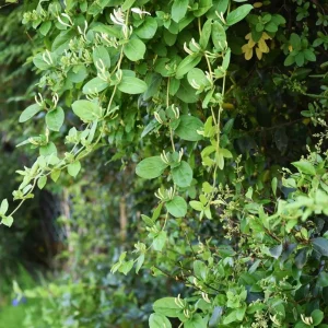 Gold Flame Honeysuckle Vine - Lonicera Live Plant - 2.5
