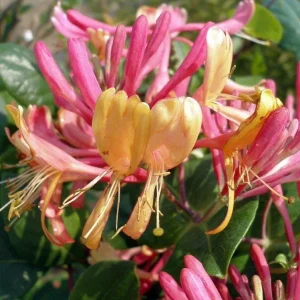Gold Flame Honeysuckle Vine - Lonicera Live Plant - 2.5" Pot - Outdoor - Image 1