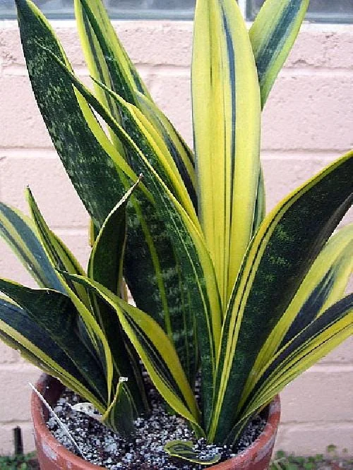 Gold Flame Snake Plant Live Plant – Sansevieria Trifasciata 'Laurentii' – 4 inch Pot – Indoor - Image 2