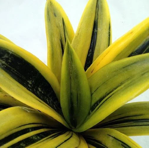 Gold Flame Snake Plant Live Plant – Sansevieria Trifasciata 'Laurentii' – 4 inch Pot – Indoor - Image 1