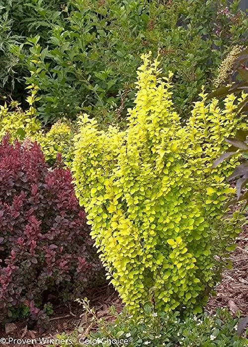 Gold Pillar Barberry Live Plant – Golden Foliage Shrub – 4 inch Pot – Outdoor - Image 2