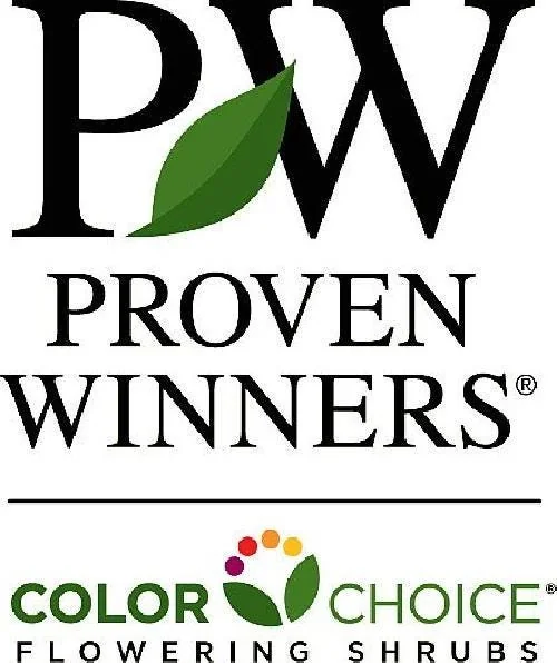 Gold Pillar Barberry Live Plant – Golden Foliage Shrub – 4 inch Pot – Outdoor - Image 3