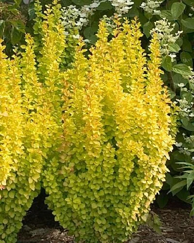 Gold Pillar Barberry Live Plant – Golden Foliage Shrub – 4 inch Pot – Outdoor - Image 4