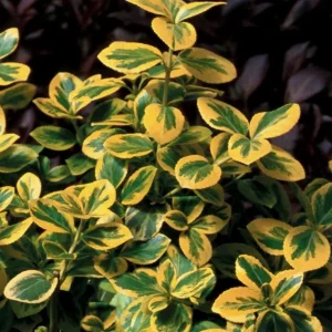 Gold Splash Wintercreeper Live Plant – Euonymus fortunei – 4" Pot – Outdoor Shrub - Image 1