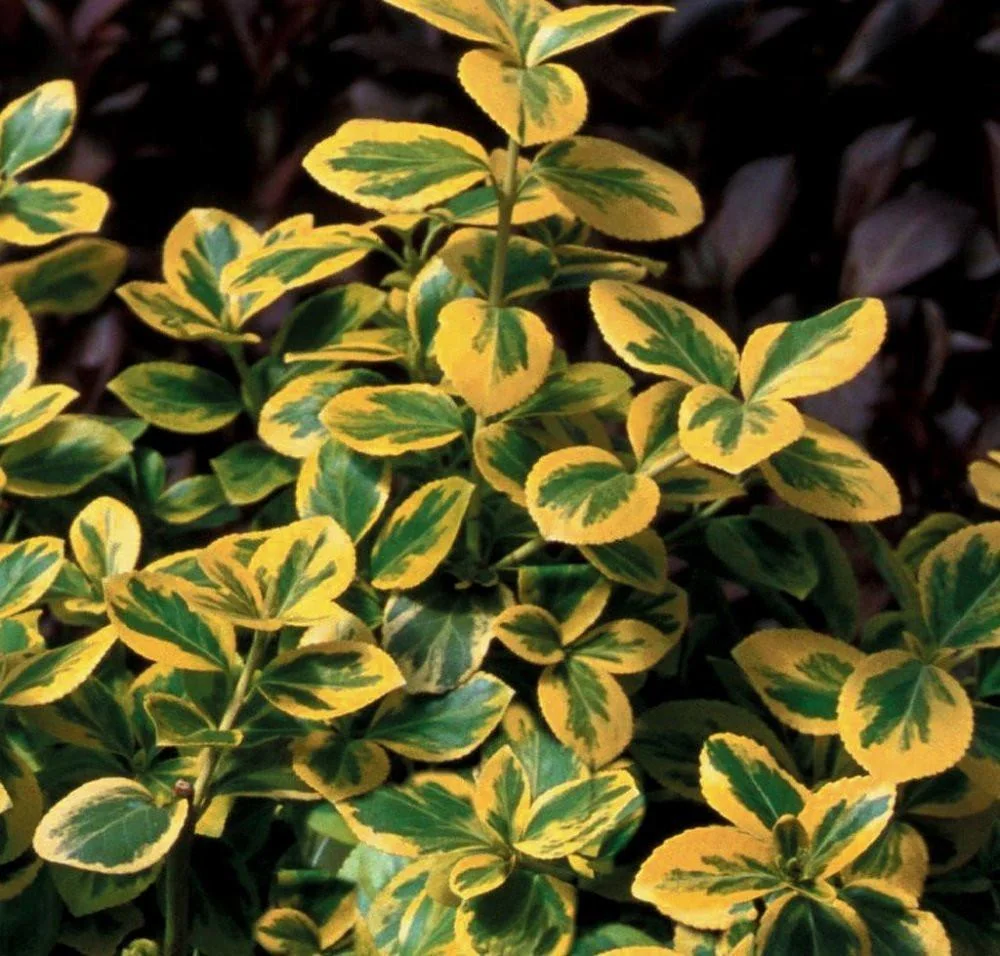 Gold Splash Wintercreeper Live Plant – Euonymus fortunei – 4" Pot – Outdoor Shrub - Image 1