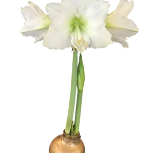 Gold Waxed Amaryllis Bulb - Denver White - No Water, Easy Indoor Decor, Size 36/38 - Image 2