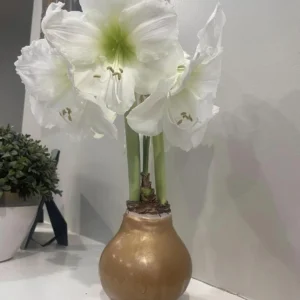 Gold Waxed Amaryllis Bulb - Denver White - No Water, Easy Indoor Decor, Size 36/38 - Image 1