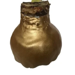 Gold Waxed Amaryllis Bulb 'Denver White' Size 28/30 - Easy Indoor Plant - Image 2