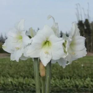 Gold Waxed Amaryllis Bulb 'Denver White' Size 28/30 - Easy Indoor Plant - Image 3