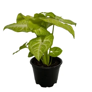 Golden Allusion Arrowhead Plant - Syngonium Live Plant - 4 inch Pot - Image 2