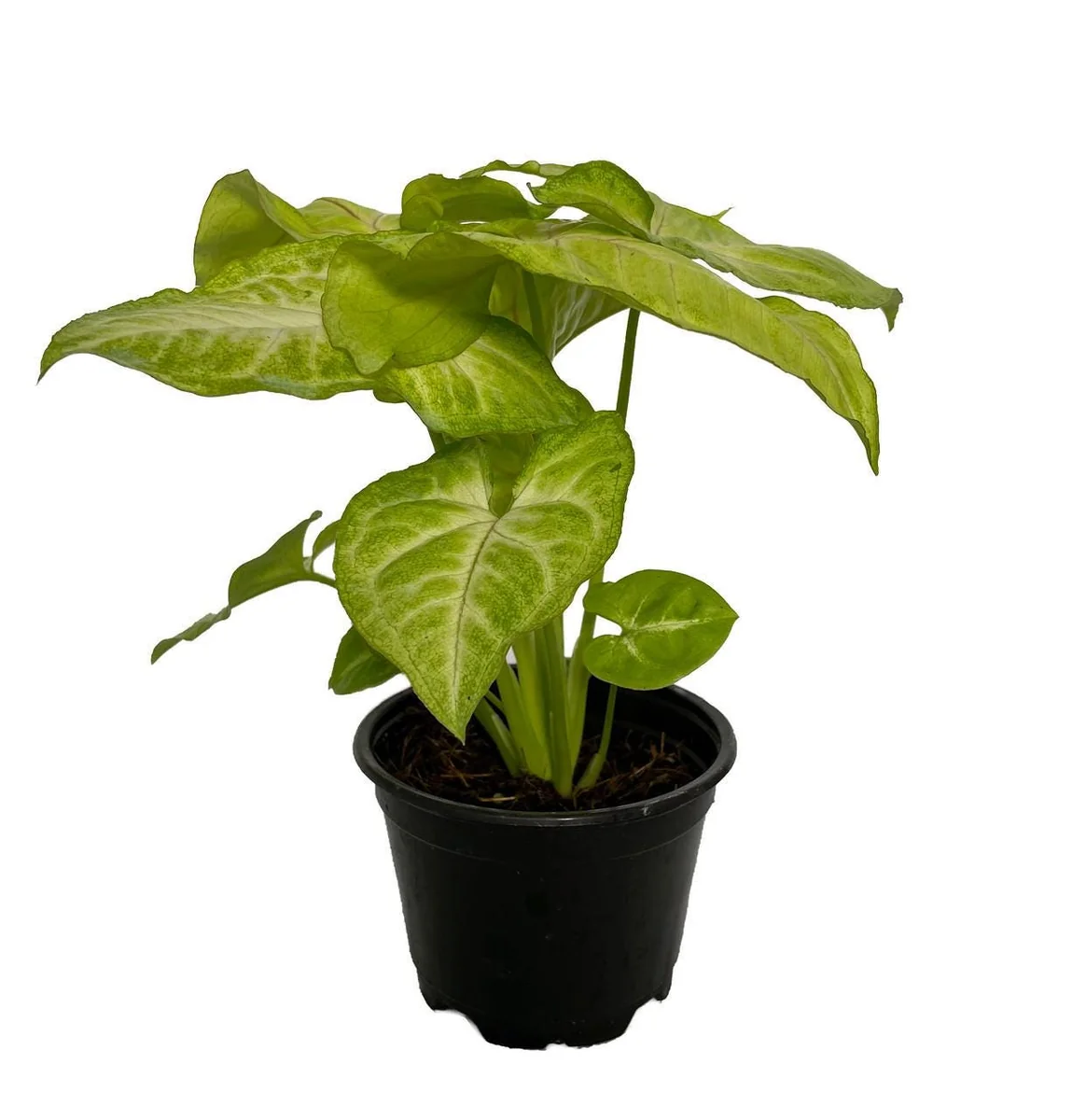 Golden Allusion Arrowhead Plant - Syngonium Live Plant - 4 inch Pot - Image 2