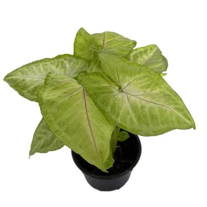 Golden Allusion Arrowhead Plant - Syngonium Live Plant - 4 inch Pot - Image 1