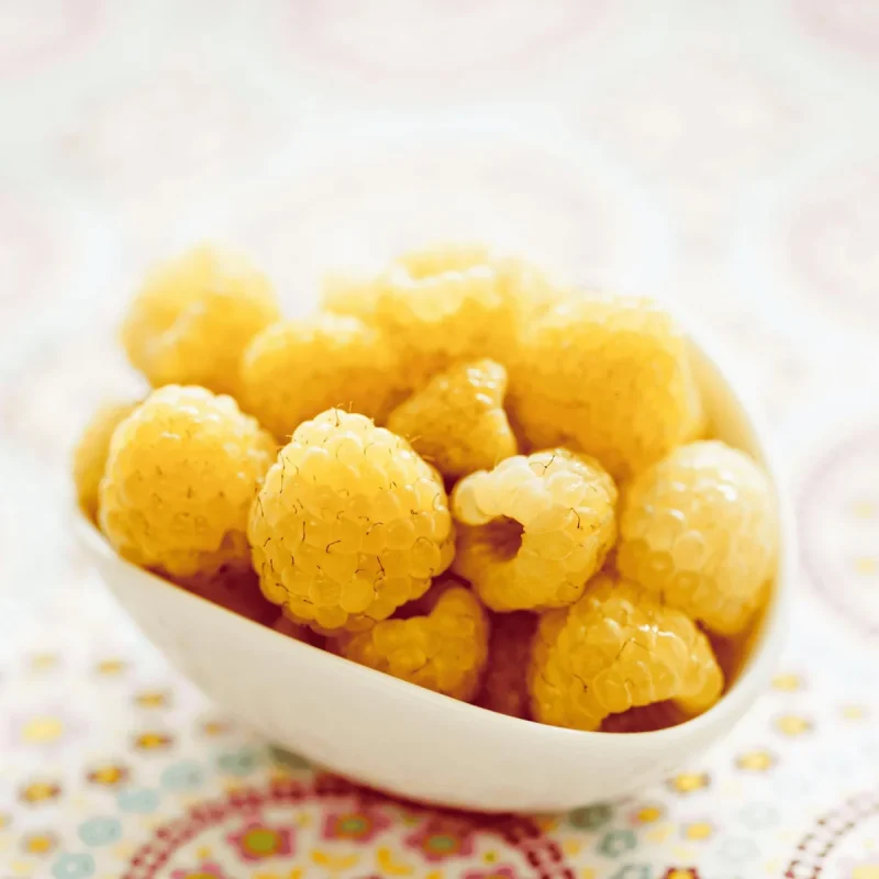Golden Anne Raspberry Golden Anne Raspberry Plant - Everbearing Bare Root Cane