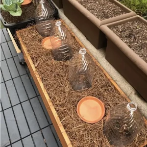 Golden Anne Raspberry Bare Root Cane - Everbearing Plant, 1-Year-Old - Image 7