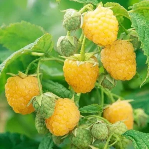 Golden Anne Raspberry Live Plant - Everbearing Yellow Berry Bush - Rubus idaeus - Zones 4-8 - Image 5