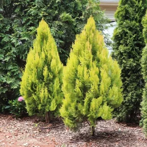 Golden Arborvitae Live Plant – Evergreen Hedge 8-14" Tall – 1-Quart Pot Outdoor - Image 2