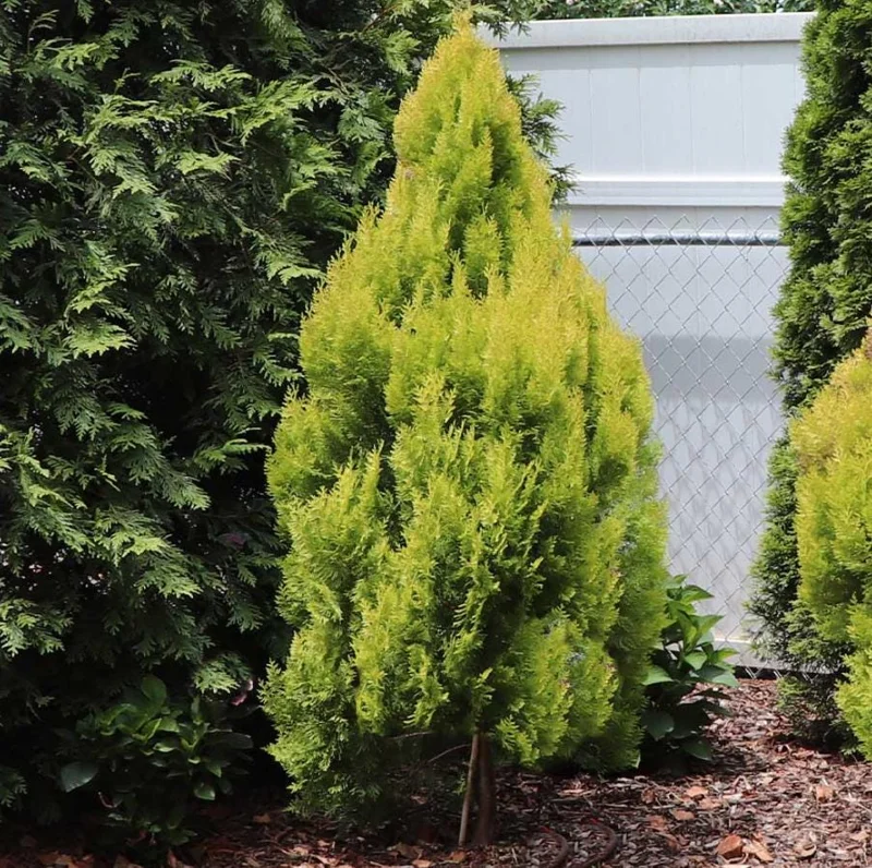 Golden Arborvitae Live Plant – Evergreen Hedge 8-14" Tall – 1-Quart Pot Outdoor - Image 3