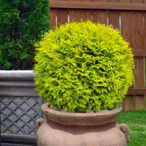 Golden Arborvitae Live Plant – Evergreen Hedge 8-14