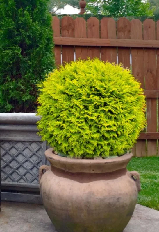 Golden Arborvitae Live Plant – Evergreen Hedge 8-14" Tall – 1-Quart Pot Outdoor - Image 4