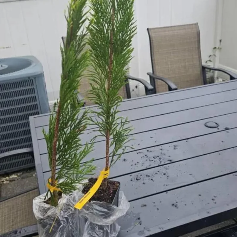 Golden Arborvitae Live Plant – Evergreen Hedge 8-14" Tall – 1-Quart Pot Outdoor - Image 5
