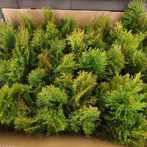 Golden Arborvitae Live Plant – Evergreen Hedge 8-14