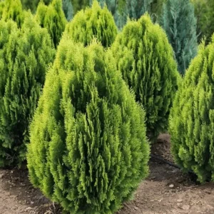 Golden Arborvitae Live Tree - 8-14