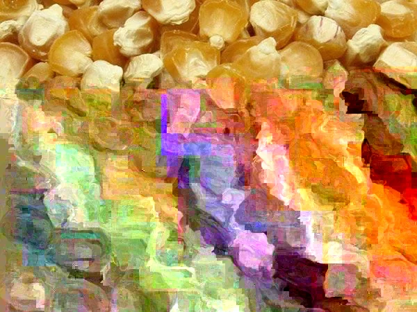 Golden Bantam Organic Sweet Corn Seeds - Heirloom, Non-GMO - 200 Seeds - Image 3