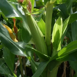 Golden Bantam Organic Sweet Corn Seeds - Heirloom, Non-GMO - 200 Seeds - Image 6