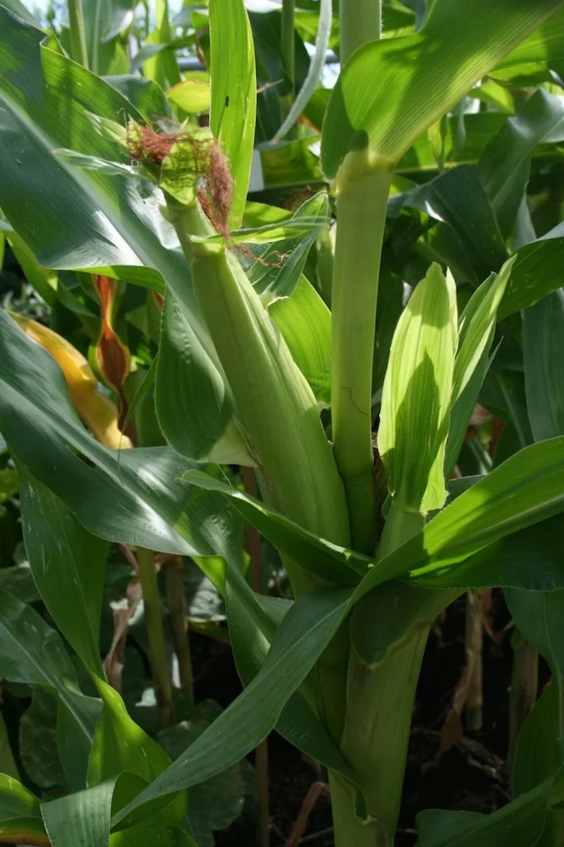 Golden Bantam Organic Sweet Corn Seeds - Heirloom, Non-GMO - 200 Seeds - Image 6