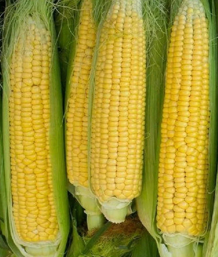Golden Bantam Organic Sweet Corn Seeds - Heirloom, Non-GMO - 200 Seeds - Image 7